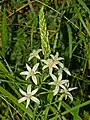 Inflorescence of Ornithogalum narbonense