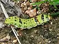 early fifth-instar caterpillar