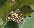 An older adult with orange spots