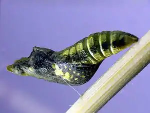 Pupa