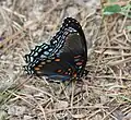 Side view of Limenitis arthemis astyanax, Hot Springs National Park, Arkansas, United States