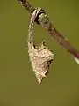 Chrysalis