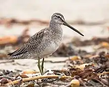 Long-billed dowitcher