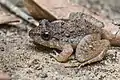 Limnonectes gyldenstolpei (juvenile, female) - Phu Kradueng National Park