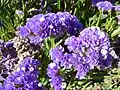 Limonium sinatum 'Midnight Blue'