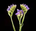 Limonium sinuatum