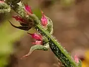 Close-up of stem