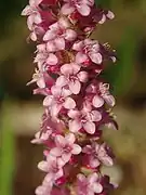 Close-up of flowers