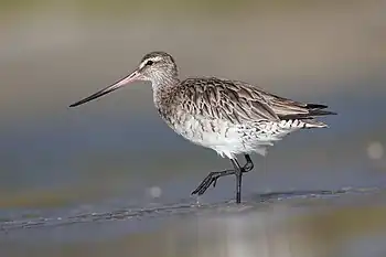 brownish shorebird with whitish underparts and a long black-tipped pinkish bill