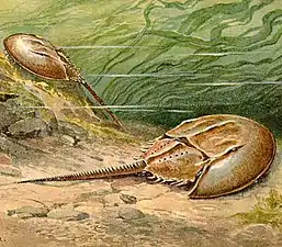 Xiphosurans, the group including modern Horseshoe crabs appeared around 480 Ma.