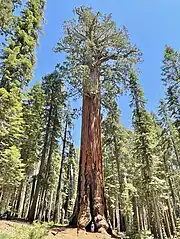 Lincoln (Sequoia National Park)