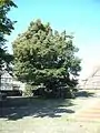 Churchyard linden tree – a veteran of about 730 years