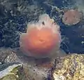 Lion's mane jellyfish contracted