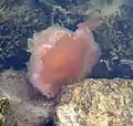 Lion's mane jellyfish expanding into star formation