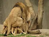 Lions mating