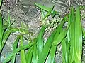 Liparis reflexa in Ku-ring-gai Chase National Park