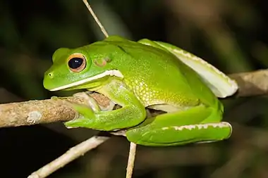 Image 1White-lipped tree frogPhoto: JJ HarrisonThe white-lipped tree frog (Litoria infrafrenata) is the world's largest tree frog. This species is native to the rainforests of Northern Queensland, New Guinea, the Bismarck Islands and the Admiralty Islands. It can reach a length of over 13 cm (5 in), with females growing larger than males. The lower lip has a distinctive white stripe, giving this species its common name.More selected pictures