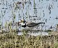 Little Ringed Plover, Dec '20