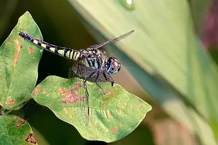 Brachydiplax sobrina female