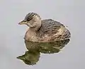 Little grebe in winter plumage