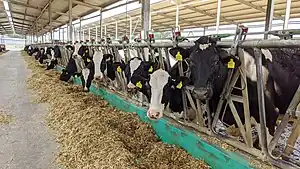 numerous cows with yellow tags behind a barred fence