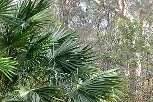 L. australis Ku-ring-gai Chase NP NSW