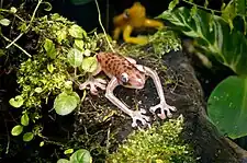 Amolops cremnobatus (Loa Torrent Frog) 4"x3"x2", Atlanta Botanical Garden, 2007.