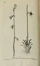 Lobelia dortmanna drawn by Griffith, engraved by Peter Mazell, from John Lightfoot's 1777 Flora Scotica