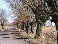 Road between Kępa Kiełpińska and Kiełpin