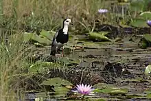 Long-toed lapwing standing upright on top of lily pads in swampy habitat