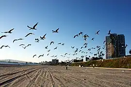 The beach below Bluff Park