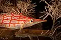 Longnose hawkfish at Siladen Bunaken National Park Sulawesi, 2017