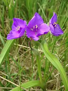 Tradescantia bracteata