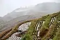 Rice terracesPing-an