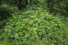 A large patch of Japanese honeysuckle is growing on top of other plants.