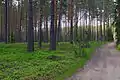 Forested area standing on burial mounds near Puutli