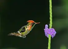 Tufted coquette