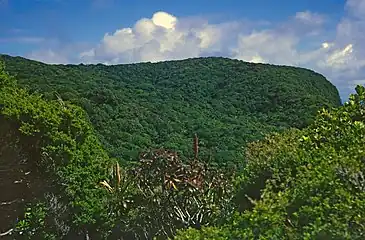 D. fitzgeraldii (in foreground) on the Gower Plateau, 1965