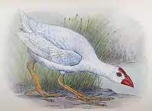 White swamphen with red beak, eye ring and forehead