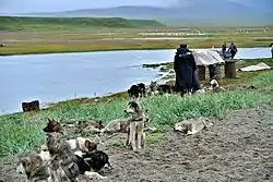 Lorino,  sled dogs teams at the beach