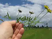 Stem, leaves, flowers and pods