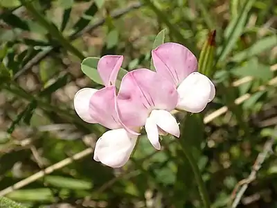 Inflorescence