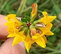 Greater bird's foot trefoil