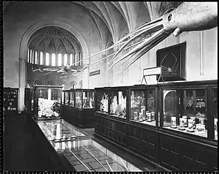 #42 (24/9/1877)Hanging models of a giant squid (based on the Catalina specimen) and a giant Pacific octopus, designed for the Tennessee Centennial and International Exposition of 1897, as they appeared in the Lower Invertebrates exhibit in the West Wing of the Smithsonian Institution Building c. 1901 (see also image from c. 1903).