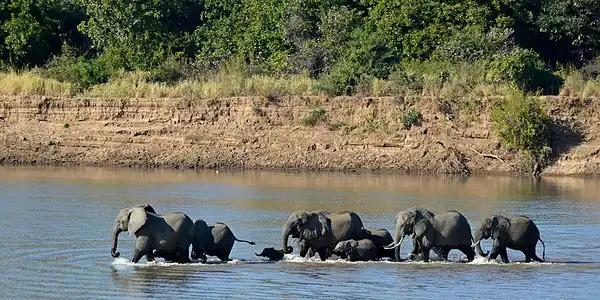 South Luangwa National Park