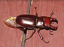 Male Lucanus capreolus stag beetle