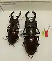 Lucanus maculifemoratus maculifemoratus