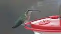 Female at feeder; curved beak