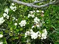 Flowers on a branch