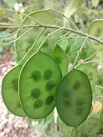 The placentae in Lunaria are along the margins of the fruit, where two carpels fuse. (This is parietal placentation in a bi-locular fruit.)